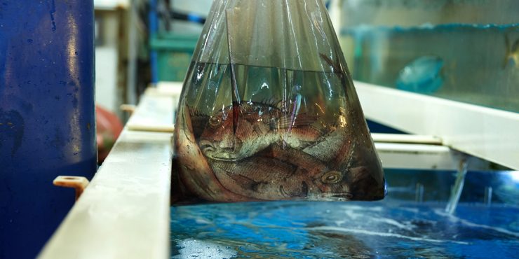 Маст-хэв будущей весны: сумка-пакет J.Kim с водой и живой рыбой