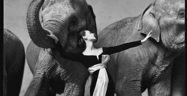 «Довима со слонами»