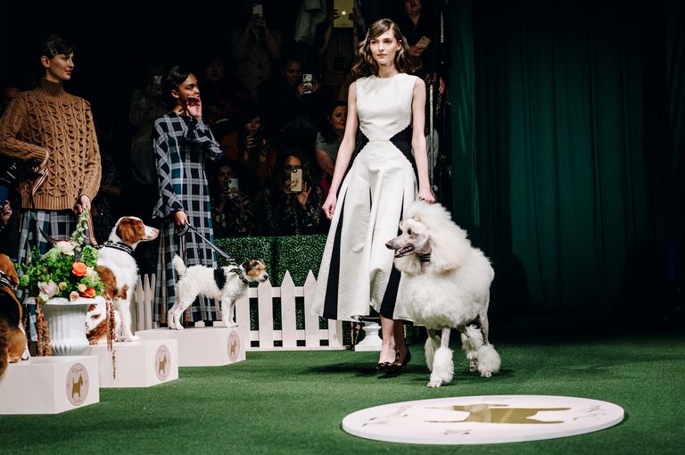 Как модный показ превратился в выставку собак?