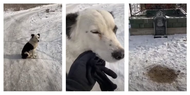 «Хатико из Казахстана»: как собака два месяца сторожила могилу хозяина