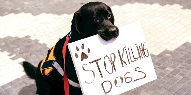 Кошмар средь бела дня: Привязанная к машине собака в Экибастузе подверглась насилию