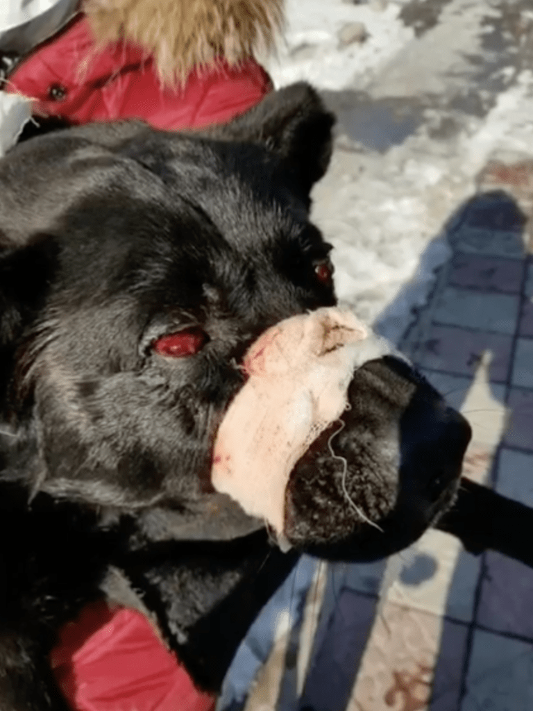 Живодеры из Шымкента выжгли и проткнули глаза собаке