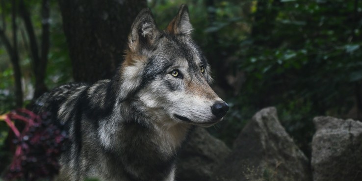 Кровавый бизнес: В доме близ Алматы обнаружили трупы волков