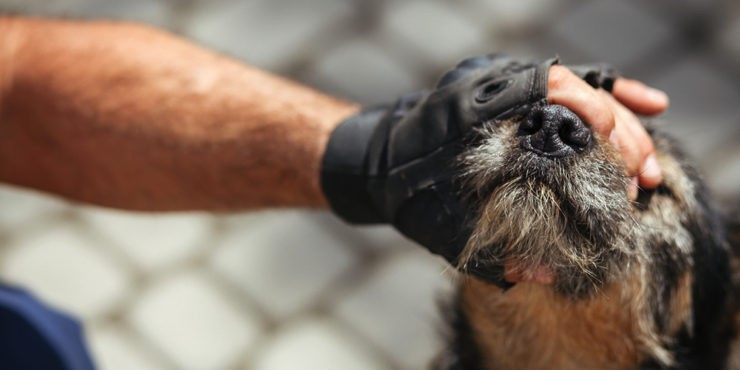 Жестокость во плоти: Живодеры повредили глаза собаке в Шымкенте