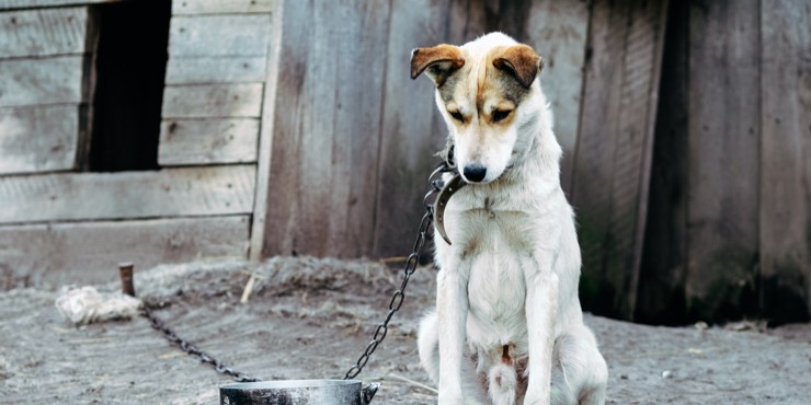 Алматинские автомобилисты спасли собаку от живодера