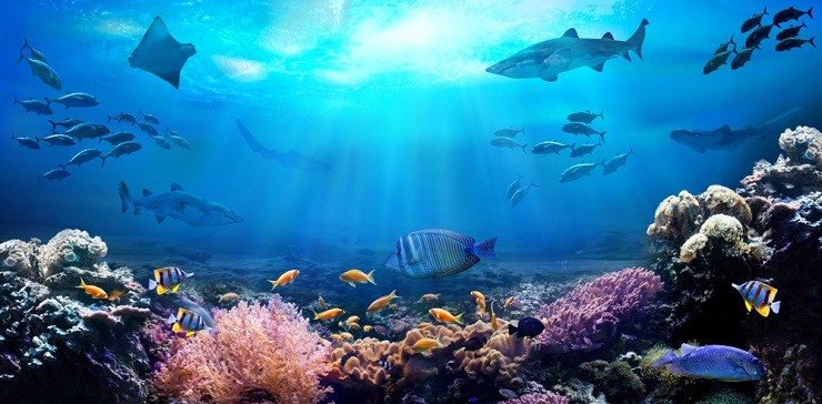 Какие тайны хранит в себе мировой океан?