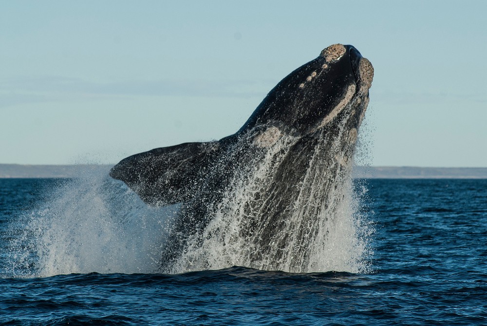 сколько североатлантических китов осталось