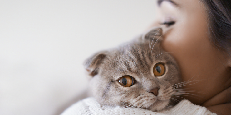 Исследования доказали, что кошки очень привязаны к владельцам