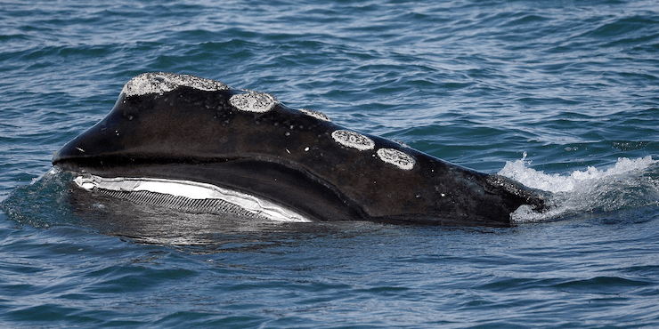 Ужасающие факты: сколько североатлантических китов осталось в мире?