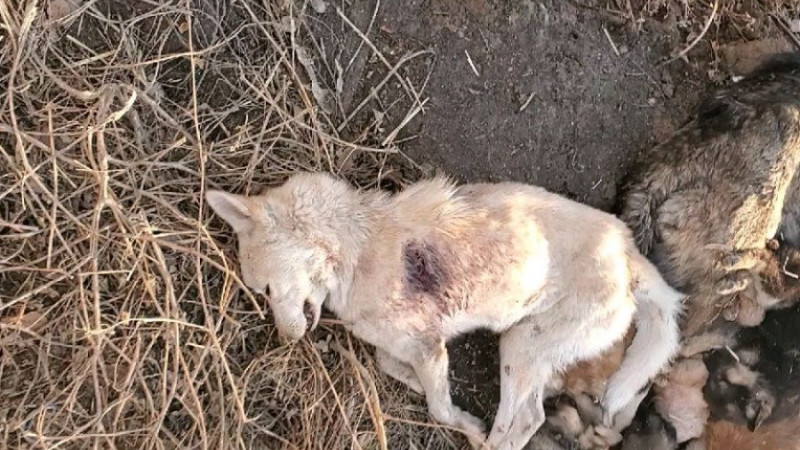 В Алматы обнаружен лжеприют для собак с адскими условиями: зоозащитники бьют тревогу