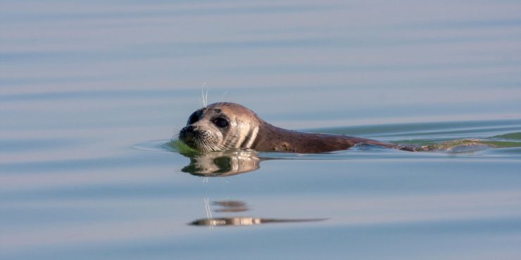 Массовая гибель тюленей на побережье Каспия: названа предварительная причина бедствия