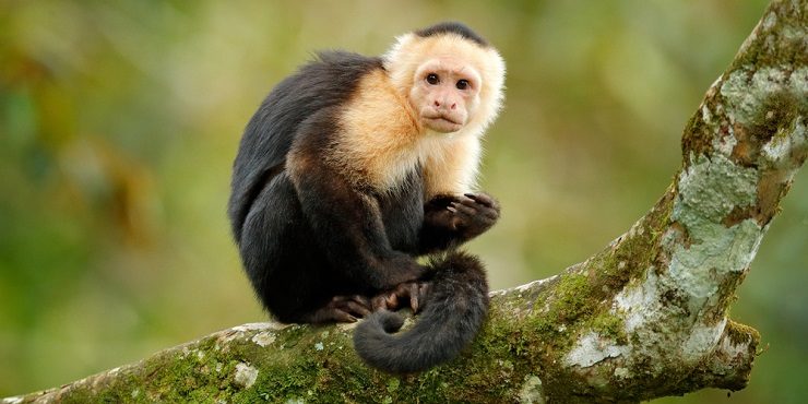 В ВОЗ уже не уверены, что обезьянья оспа безобидна и контролируема