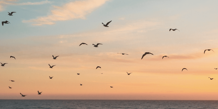 Названа предварительная причина массовой гибели птиц у берегов Каспийского моря
