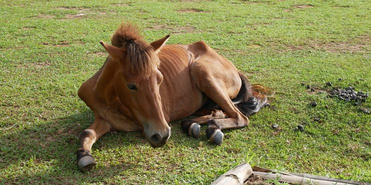 Живодер, наехавший на лошадь в Алматинской области, не понесет никакого наказания
