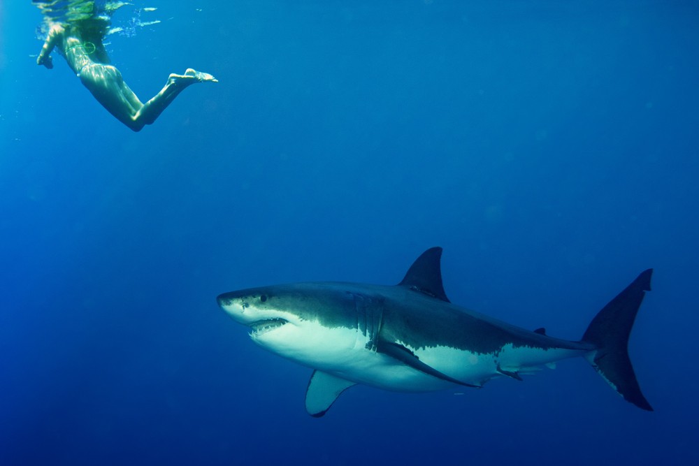 Как отбиться от акулы: 5 рекомендаций, которые могут вас спасти в опасной ситуации