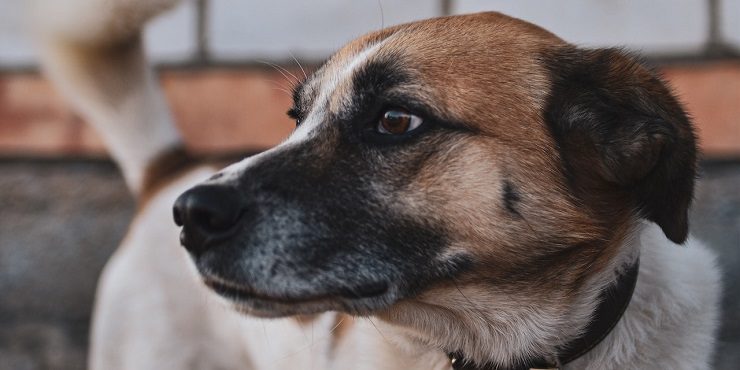 В Алматинской области обнаружена бойня для собак