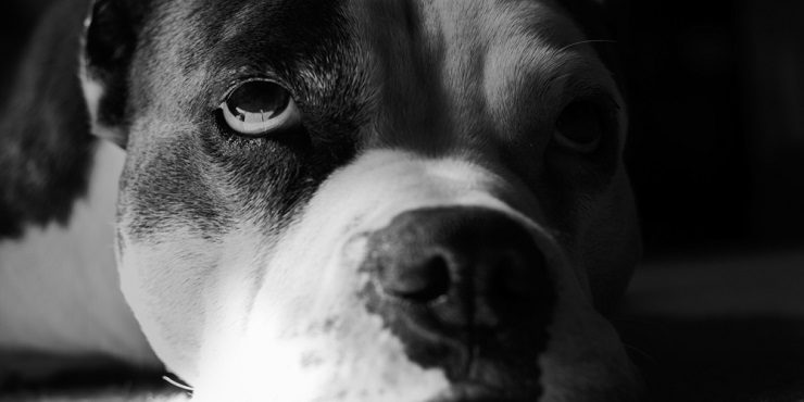 Собака без глаза в алматинском отлове шокировала пользователей сети: что же с ней произошло?