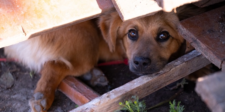 Собаку привязали к КамАЗу и протащили по дороге в Талгарском районе. Общественность требует жесткого наказания для живодера