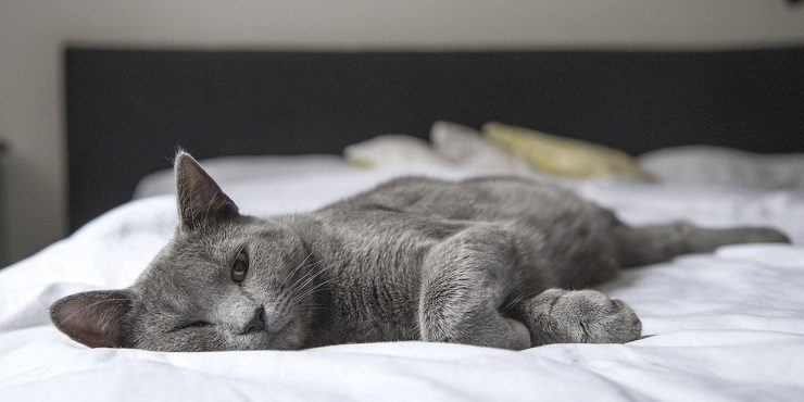 Кошачьи позы для сна: что они означают?