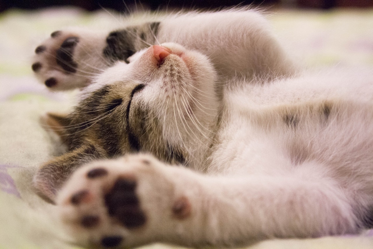 Кошачьи позы для сна: что они означают?