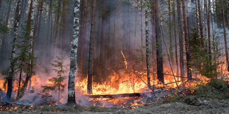 Пожар в лесу: как вести себя, чтобы спастись?