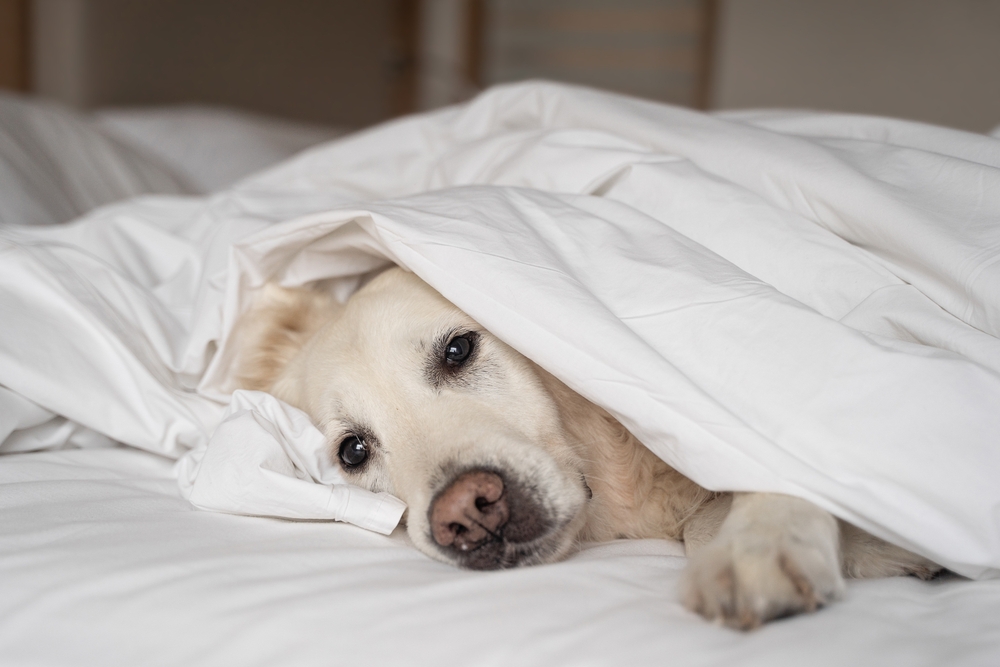 Депрессия у собаки: на какие симптомы обратить внимание