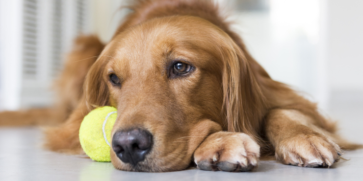 Депрессия у собаки: на какие симптомы обратить внимание