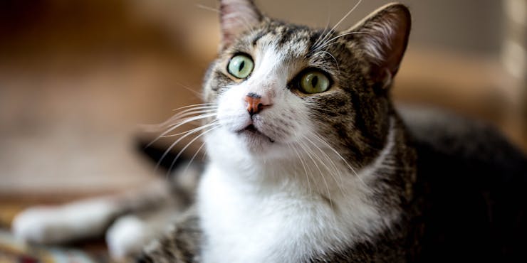 Облила кошку уксусом: жительницу Павлодара наказали за живодерство